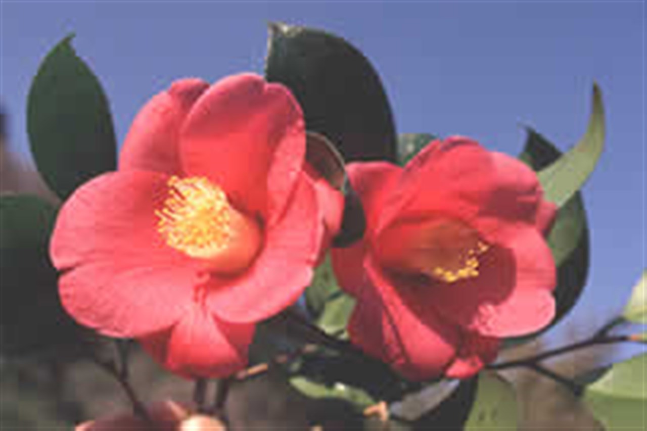 In full bloom of the camellia